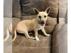 American Pit Bull Terrier-Dachshund Mix DOG FOR ADOPTION RGADN-1255682 - Pippin
