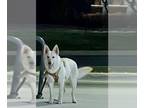 Huskies Mix DOG FOR ADOPTION RGADN-1255692 - SASHA - Husky / Mixed (medium coat)