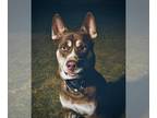 Mix DOG FOR ADOPTION RGADN-1255693 - ANAKIN - Husky (medium coat) Dog For