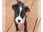 Boston Terrier Mix DOG FOR ADOPTION RGADN-1255717 - Yin - Boston Terrier / Mixed