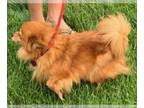 Pomeranian DOG FOR ADOPTION RGADN-1255721 - Barbie - Pomeranian (long coat) Dog