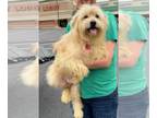 Shih Apso DOG FOR ADOPTION RGADN-1255722 - Benji - Shih Tzu / Lhasa Apso / Mixed