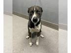 American Pit Bull Terrier-Huskies Mix DOG FOR ADOPTION RGADN-1255731 - ROCKY -