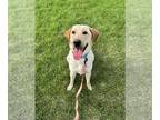 Labrador Retriever Mix DOG FOR ADOPTION RGADN-1255740 - Kuma - Labrador