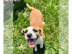 Beagle Mix DOG FOR ADOPTION RGADN-1255744 - Mayson - Beagle / Mixed (short coat)