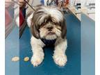 Shih Tzu DOG FOR ADOPTION RGADN-1255746 - Rosie Parks - Shih Tzu (medium coat)
