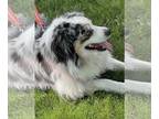 Australian Shepherd Mix DOG FOR ADOPTION RGADN-1255748 - Koda - Australian