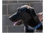 Labrador Retriever Mix DOG FOR ADOPTION RGADN-1255756 - Buddy - Labrador