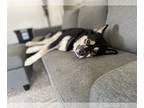 Australian Shepherd-Huskies Mix DOG FOR ADOPTION RGADN-1255757 - JASON (COURTESY
