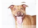 American Pit Bull Terrier-Retriever Mix DOG FOR ADOPTION RGADN-1255773 - MOLLY -