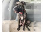 American Pit Bull Terrier Mix DOG FOR ADOPTION RGADN-1255786 - Agnes - Pit Bull