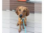 Redbone Coonhound Mix DOG FOR ADOPTION RGADN-1255798 - Daffodil - Redbone