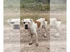 Boxer DOG FOR ADOPTION RGADN-1255804 - Ceres - Boxer Dog For Adoption