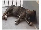 Boxer DOG FOR ADOPTION RGADN-1255805 - Maribeth - Boxer Dog For Adoption