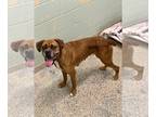 Boxer DOG FOR ADOPTION RGADN-1255806 - Erlene - Boxer Dog For Adoption