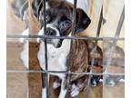Boxer DOG FOR ADOPTION RGADN-1255807 - Larke - Boxer Dog For Adoption