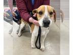 Beagle DOG FOR ADOPTION RGADN-1255820 - Glen - Beagle Dog For Adoption