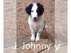 Border-Aussie DOG FOR ADOPTION RGADN-1255835 - Johnny - Border Collie /