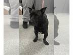Basset Hound-Labrador Retriever Mix DOG FOR ADOPTION RGADN-1255843 - A170990 -