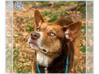 Labrador Retriever-Siberian Husky Mix DOG FOR ADOPTION RGADN-1255846 - *ROSE -