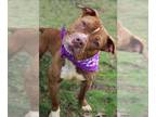 American Staffordshire Terrier Mix DOG FOR ADOPTION RGADN-1255857 - Suri -