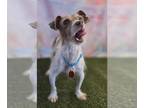 Jack Russell Terrier Mix DOG FOR ADOPTION RGADN-1255858 - Chimvelo - Jack