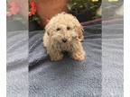 Poochon DOG FOR ADOPTION RGADN-1255862 - Branson - Bichon Frise / Poodle
