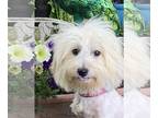 Poochon DOG FOR ADOPTION RGADN-1255863 - Bernie - Bichon Frise / Poodle