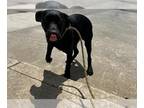 American Pit Bull Terrier Mix DOG FOR ADOPTION RGADN-1255886 - JACKSON -