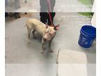 Bull Terrier-Chinese Shar-Pei Mix DOG FOR ADOPTION RGADN-1255888 - TARGET - Bull