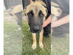 German Shepherd Dog Mix DOG FOR ADOPTION RGADN-1255936 - ALADDIN- IN FOSTER -