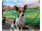 Parson Russell Terrier Mix DOG FOR ADOPTION RGADN-1255939 - A534254 - Parson