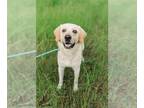 Labrenees DOG FOR ADOPTION RGADN-1255954 - Thornton - Labrador Retriever / Great