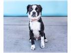 Beagle Mix DOG FOR ADOPTION RGADN-1255955 - OMAR - Beagle / Terrier / Mixed