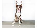 Bull Terrier-Huskies Mix DOG FOR ADOPTION RGADN-1255960 - HONDA - Husky / Bull