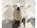 Labrador Retriever DOG FOR ADOPTION RGADN-1255961 - Tootsie - Labrador Retriever