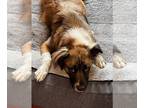 Australian Shepherd Mix DOG FOR ADOPTION RGADN-1255970 - Willow - Australian