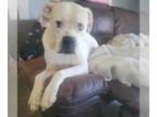 Boxer DOG FOR ADOPTION RGADN-1255991 - Paisley - STARTING HEARTWORM TREATMENT