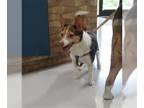 Rat Terrier Mix DOG FOR ADOPTION RGADN-1256026 - BAILEY - Rat Terrier / Mixed