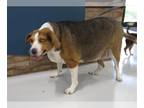 American Foxhound Mix DOG FOR ADOPTION RGADN-1256027 - GRACIE - American