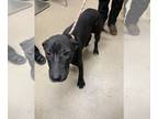Labrador Retriever Mix DOG FOR ADOPTION RGADN-1256033 - PATTY - Labrador