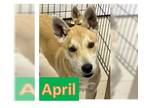Huskies -Shiba Inu Mix DOG FOR ADOPTION RGADN-1256043 - April - Shiba Inu /