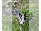 Australian Cattle Dog Mix DOG FOR ADOPTION RGADN-1256073 - LILY - Queensland