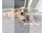 Labrador Retriever Mix DOG FOR ADOPTION RGADN-1256076 - Ernie - Labrador