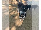 Australian Kelpie-Miniature Pinscher Mix DOG FOR ADOPTION RGADN-1256084 - Tubi -