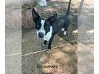 Basenji Mix DOG FOR ADOPTION RGADN-1256086 - Squeakers - Basenji / Australian