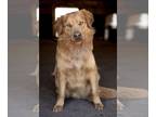 Golden Retriever Mix DOG FOR ADOPTION RGADN-1256088 - Wrangler - Golden