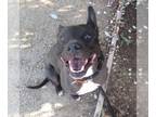 American Pit Bull Terrier Mix DOG FOR ADOPTION RGADN-1256100 - *AZALEA - Pit