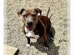 American Pit Bull Terrier DOG FOR ADOPTION RGADN-1256161 - DREA - Pit Bull