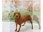 Redbone Coonhound Mix DOG FOR ADOPTION RGADN-1256190 - Beauty - Redbone